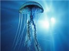 Big_Stupid_Jellyfish